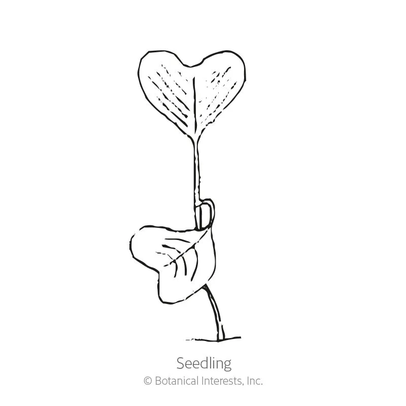 Cherry Belle Radish Seeds