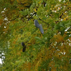 Kentucky Coffeetree - Gymnocladus dioicus