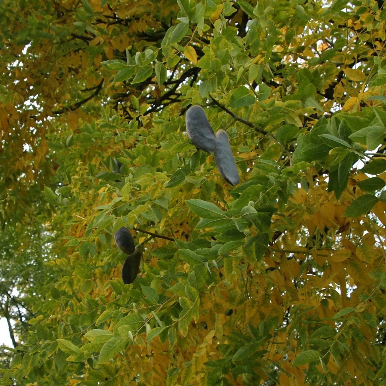 Kentucky Coffeetree - Gymnocladus dioicus