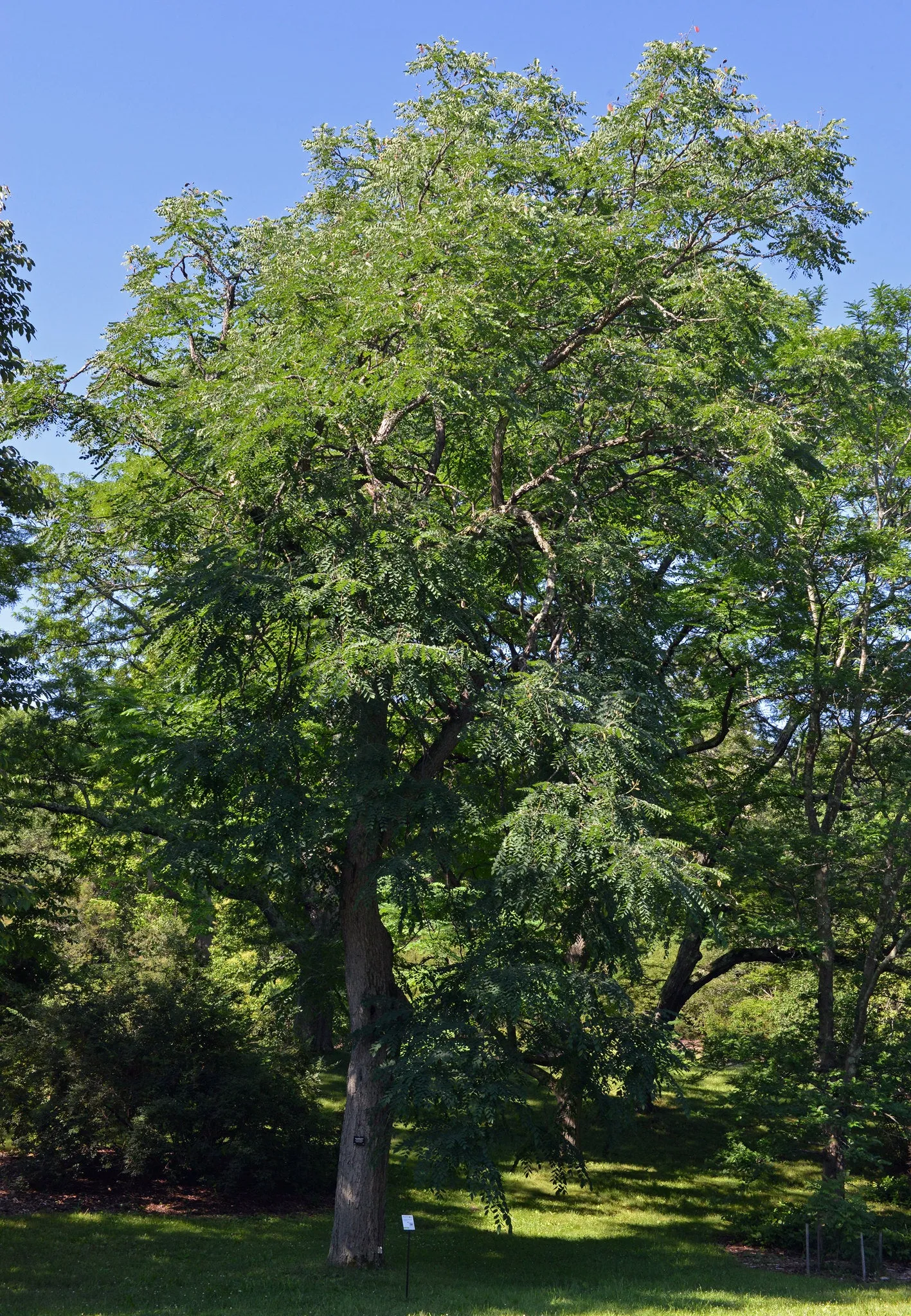 Kentucky Coffeetree - Gymnocladus dioicus