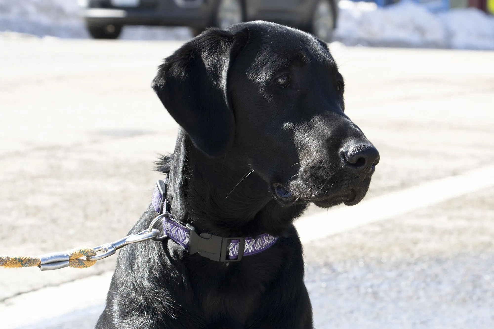 Reflective Dog Collars